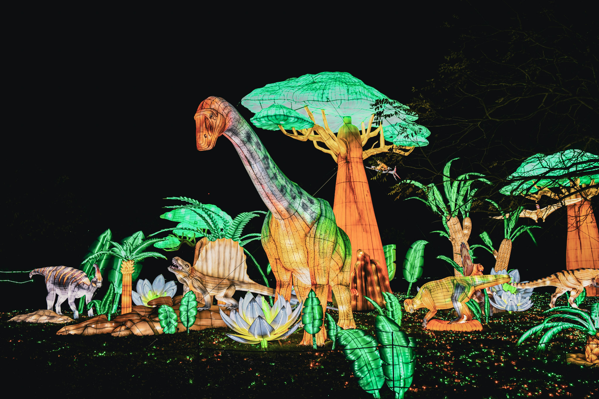 wild lights Dublin zoo